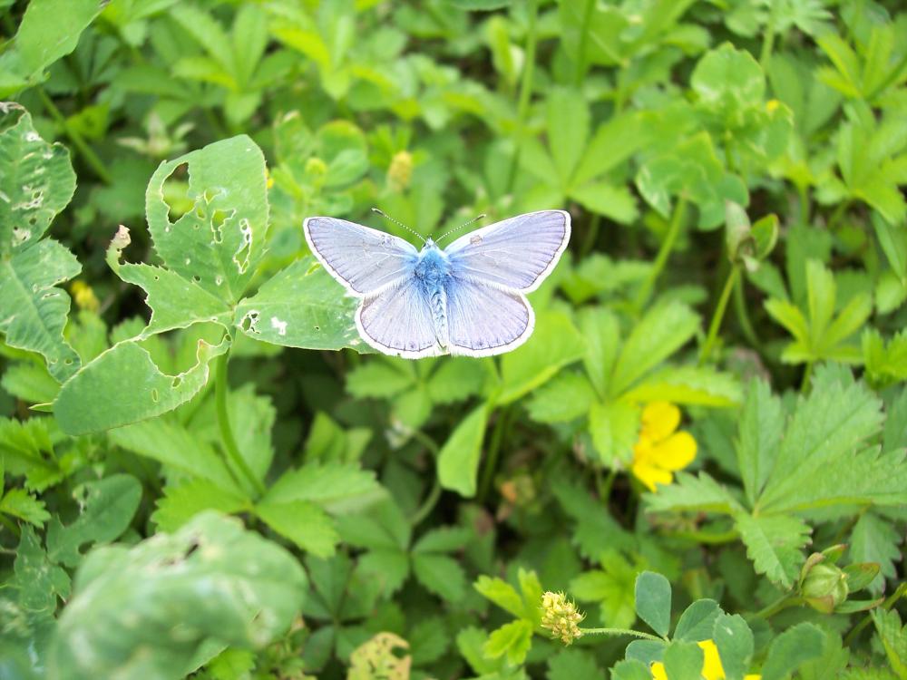 foto di farfalle diverse